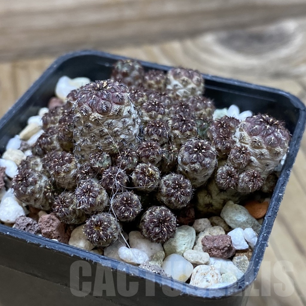 SH21922 Sulcorebutia rauschii - Image 2