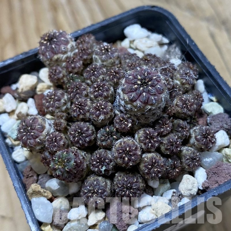 SH21922 Sulcorebutia rauschii
