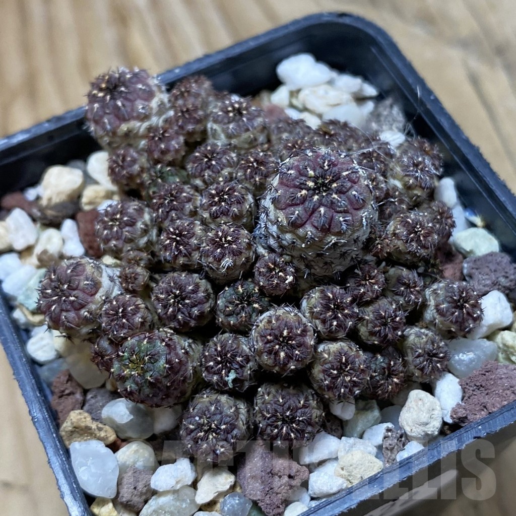 SH21922 Sulcorebutia rauschii