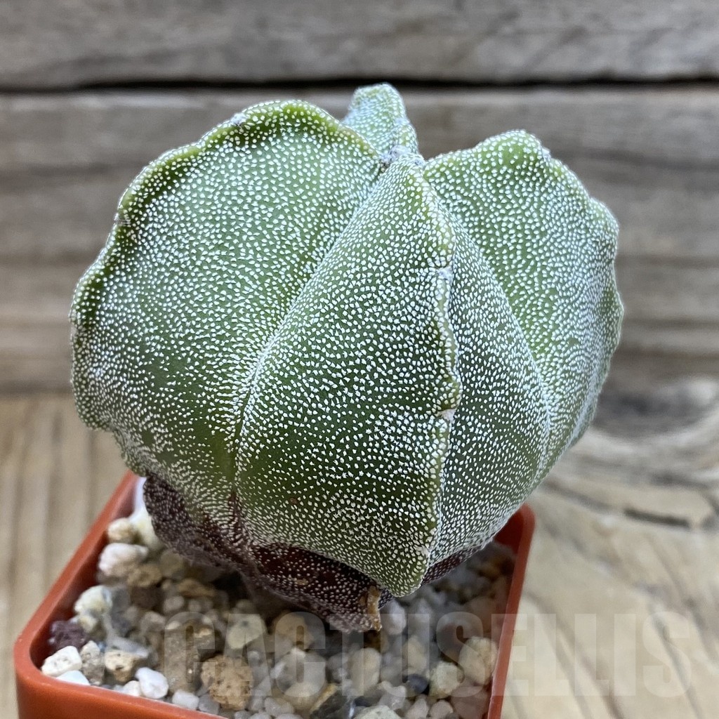SH21896 Astrophytum myriostigma v. quadricostatum - 画像 (2)