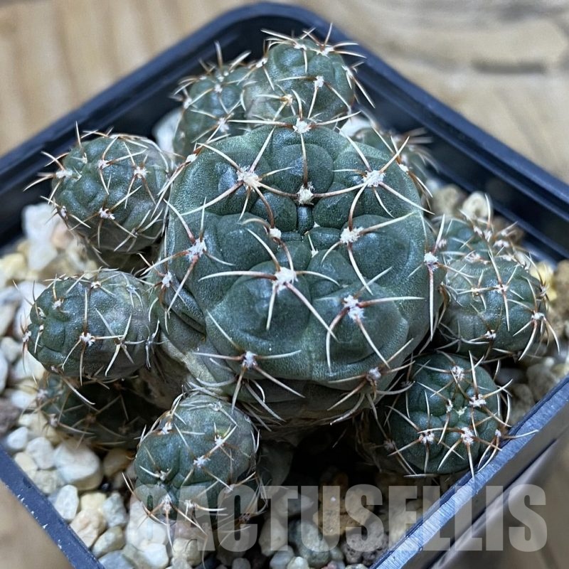 SH21924 Gymnocalycium andreae