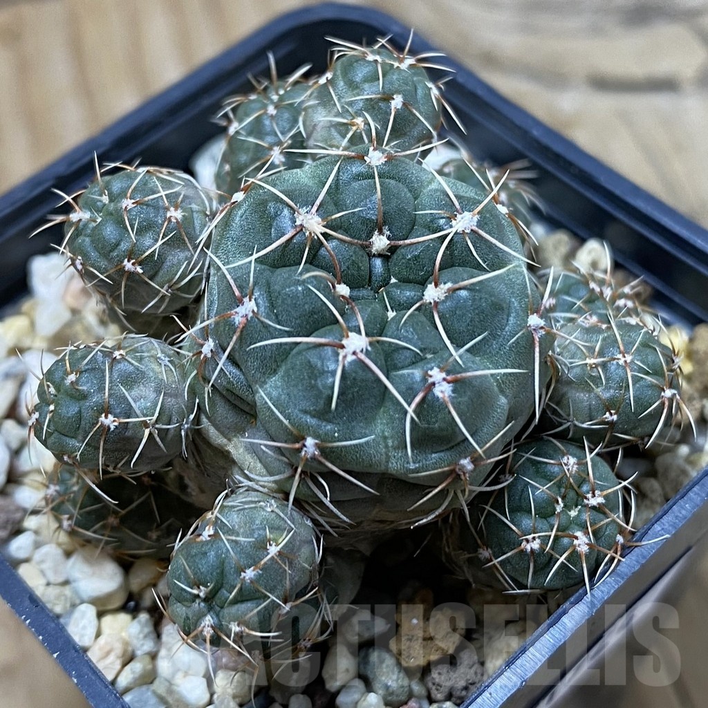 SH21924 Gymnocalycium andreae