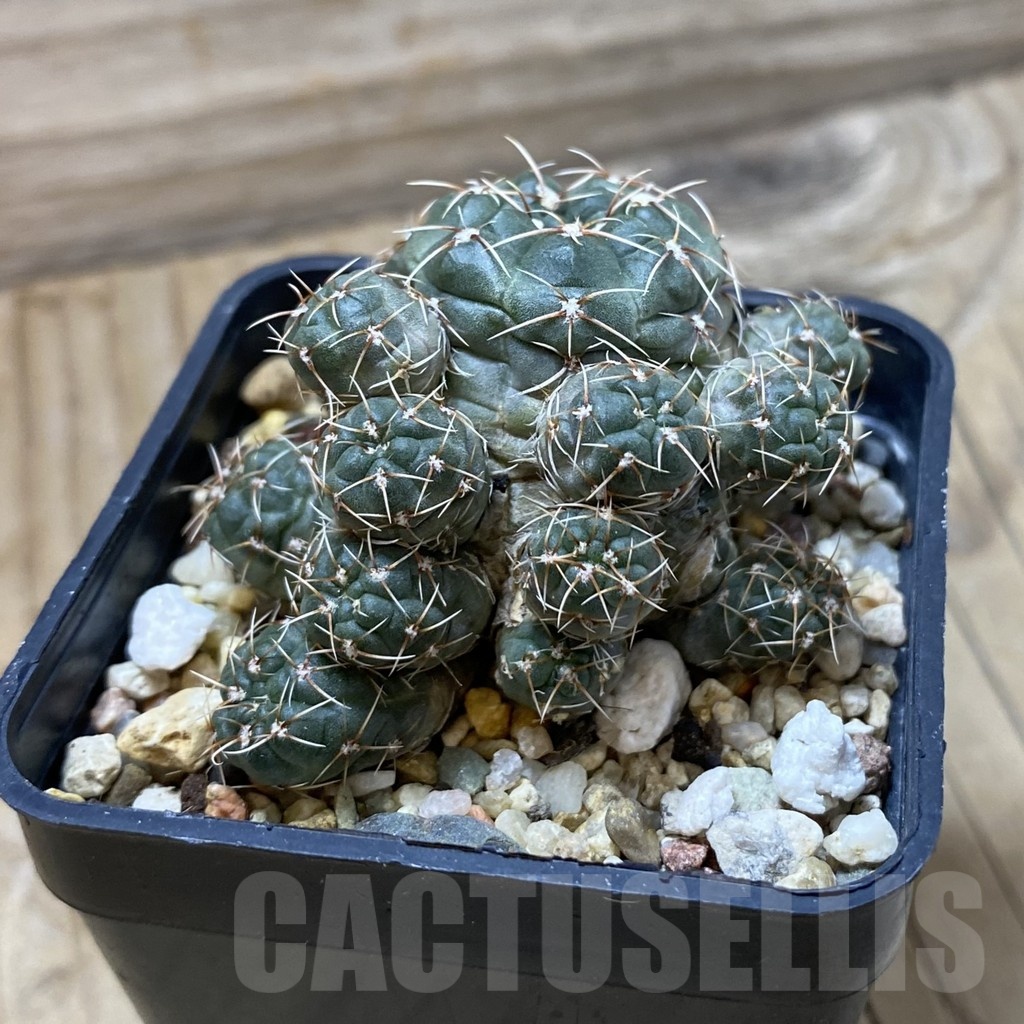 SH21924 Gymnocalycium andreae - Image 2