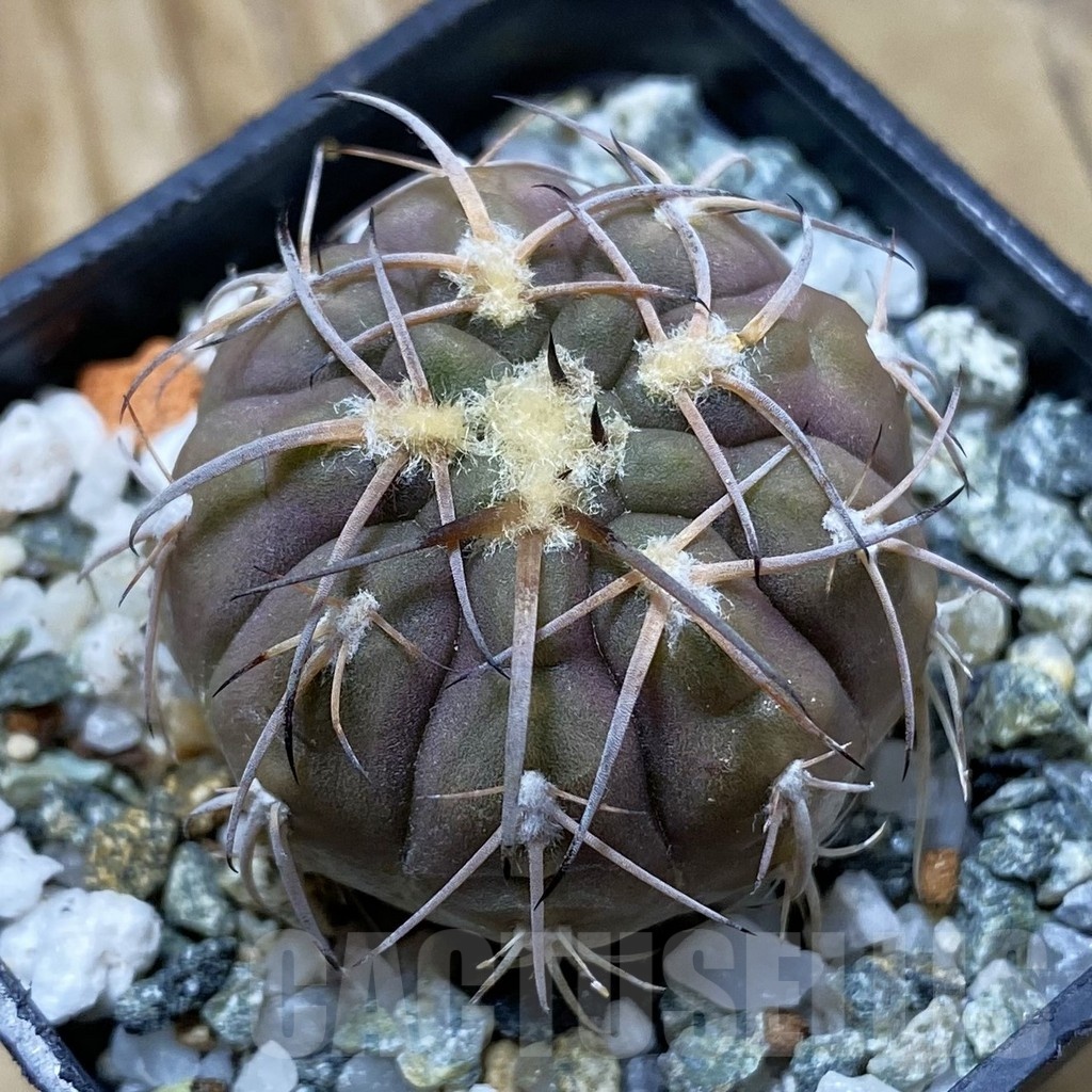 SH21925 Gymnocalycium spegazzinii v. punillense
