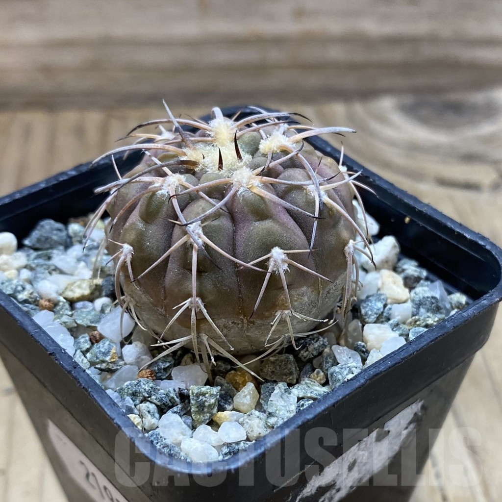 SH21925 Gymnocalycium spegazzinii v. punillense - immagine 2