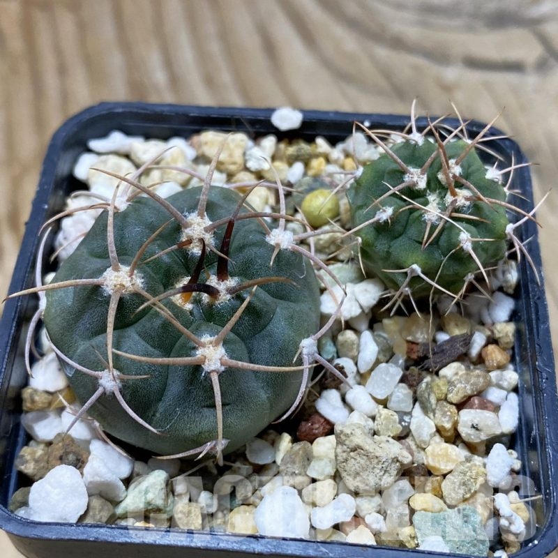 SH21926 Gymnocalycium tillianum VG 643, 2 plants
