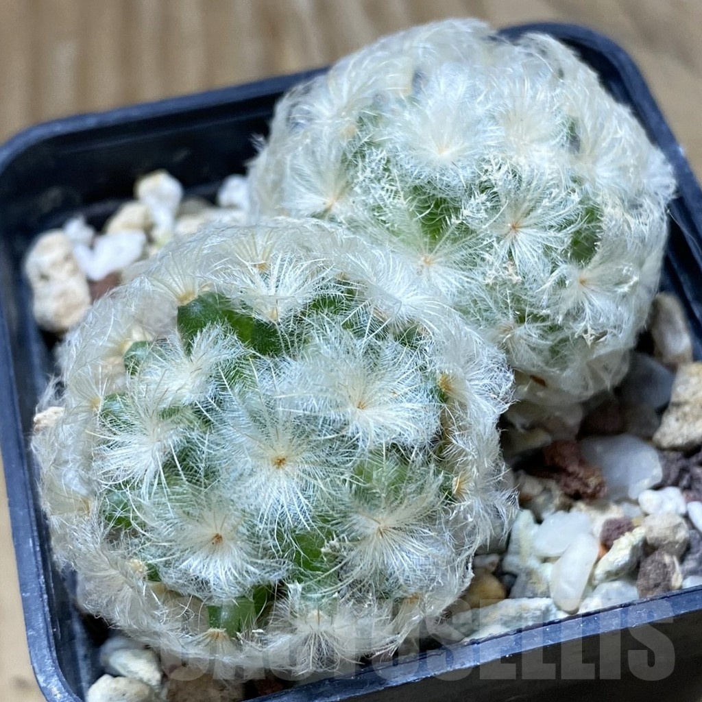 SH22064 Mammillaria plumosa