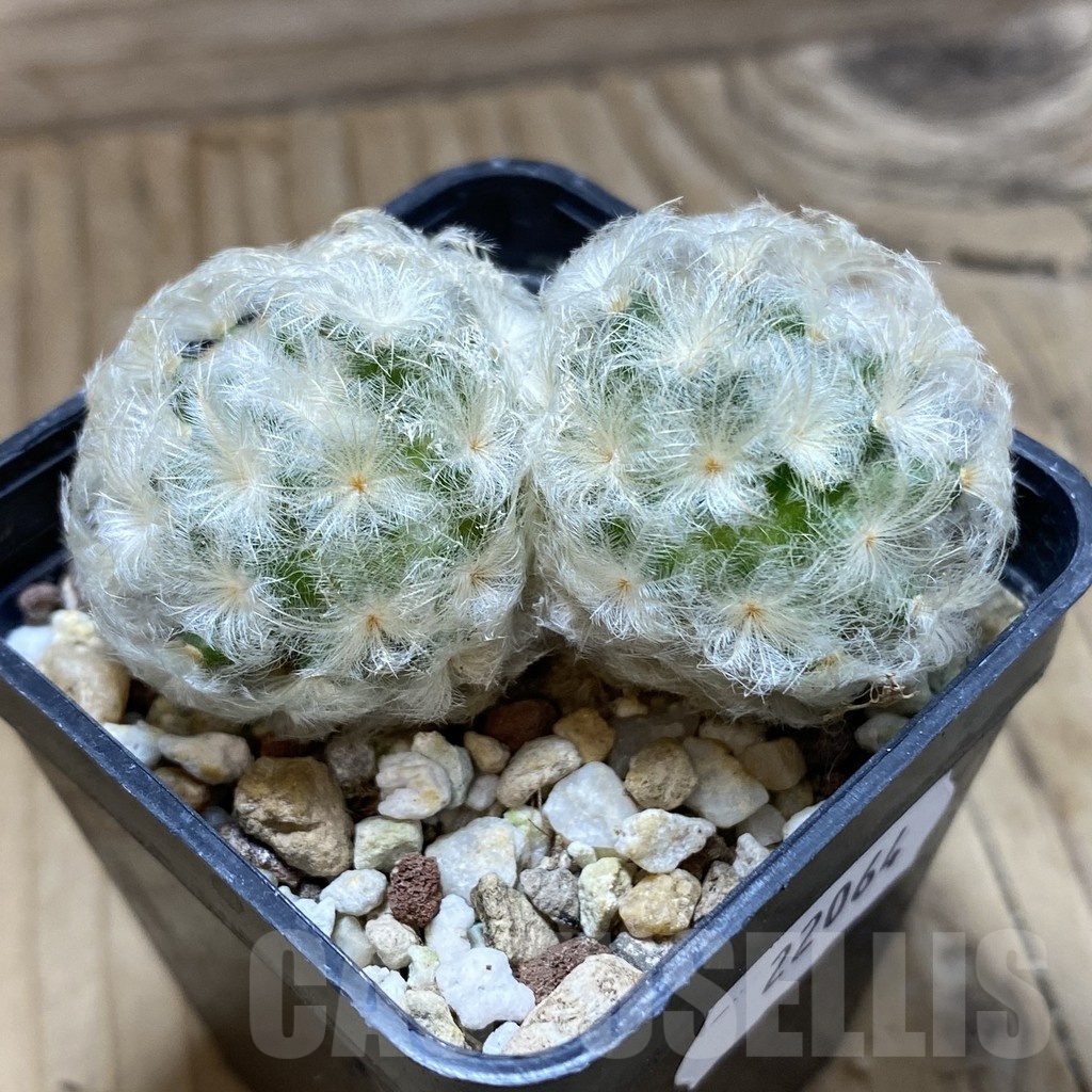 SH22064 Mammillaria plumosa - immagine 2