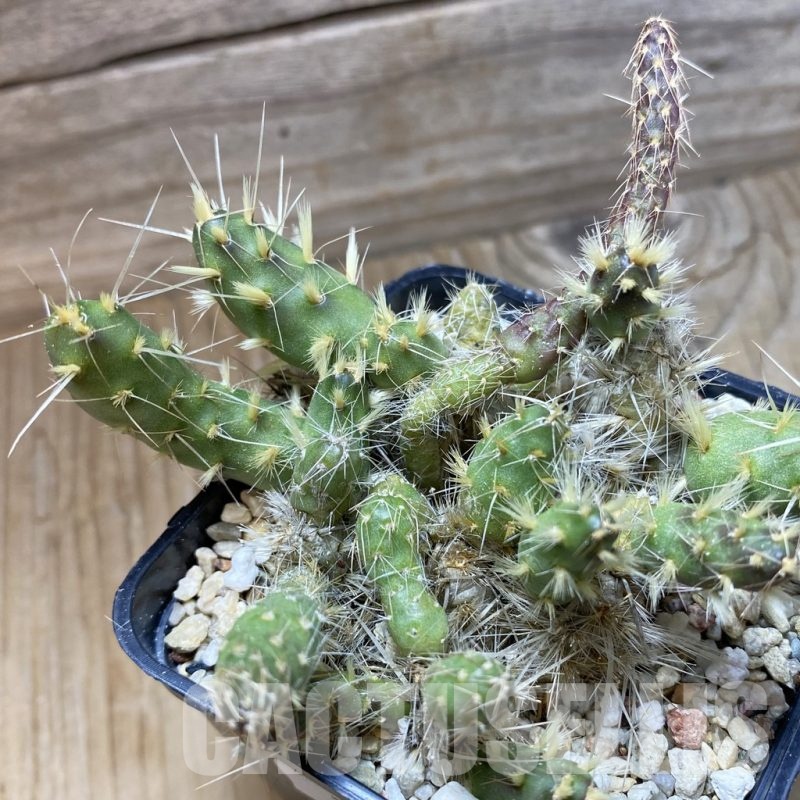 SH22066 Maihueniopsis glomerata