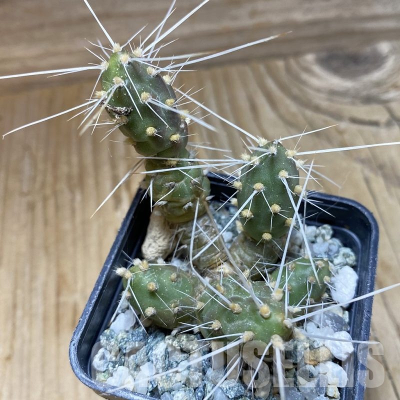 SH22067 Maihueniopsis glomerata