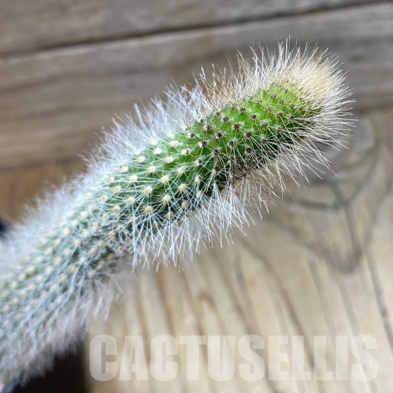 SH22068 Hildewintera colademononis, seedling