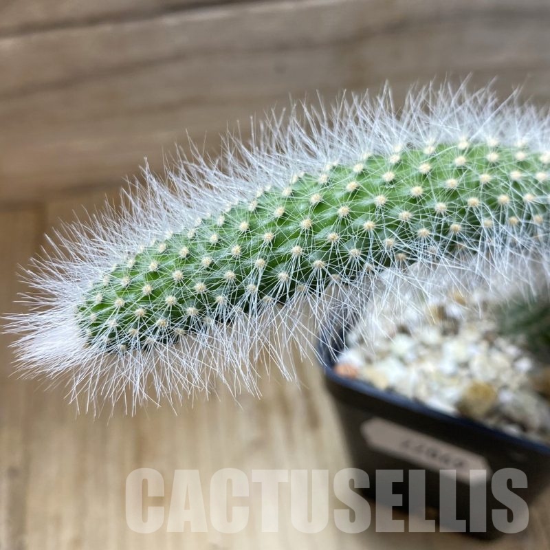 SH22069 Hildewintera colademononis, seedling