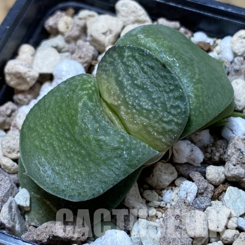SH22070 Gasteria armstrongii ‘Fernwood’
