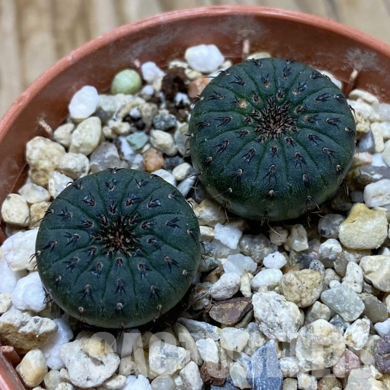 SH22072 Frailea castanea, 2 plants