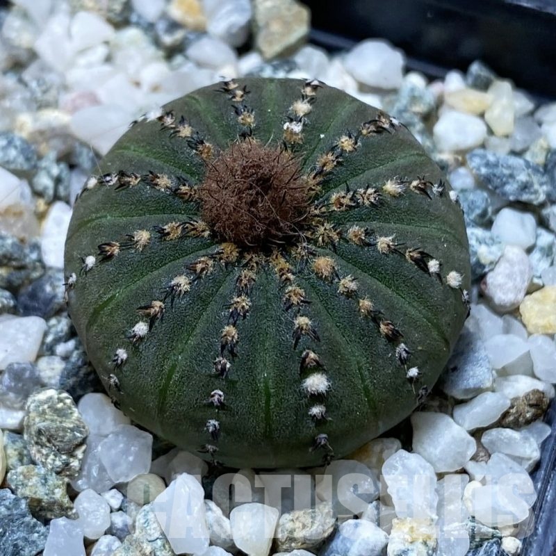 SH22073 Frailea castanea