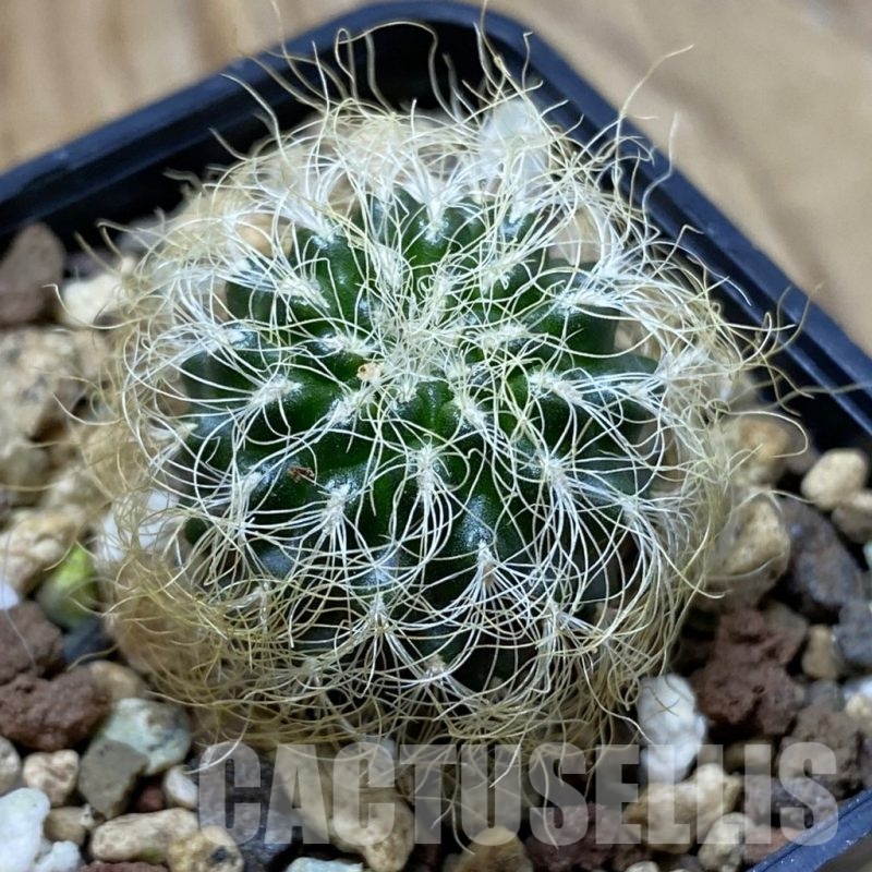 SH22075 Sulcorebutia patriciae