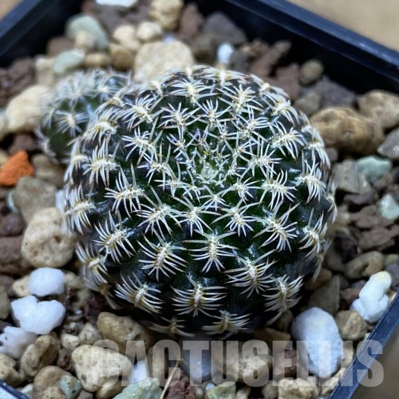 SH22076 Sulcorebutia augustinii LH 1721