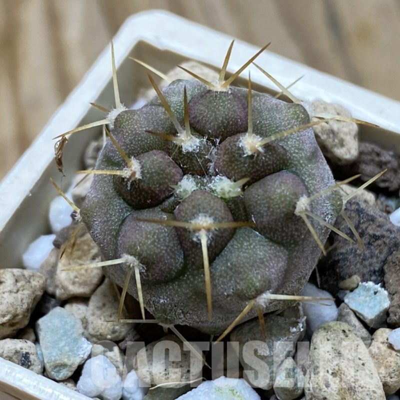 SH22035 Copiapoa cinerea cinerea f. ‘australis’ GCG 15251