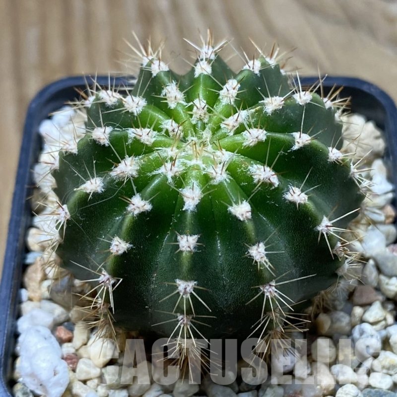 SH22080 Echinopsis 'Paramount' hybrids