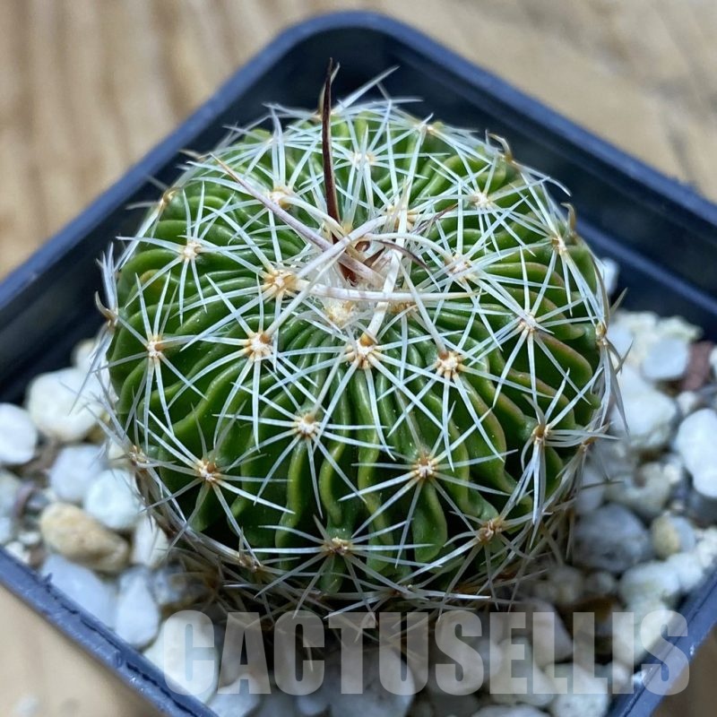 SH22081 Echinofossulocactus multicostatus SB 1147