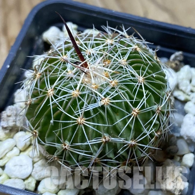 SH22082 Echinofossulocactus multicostatus SB 1147