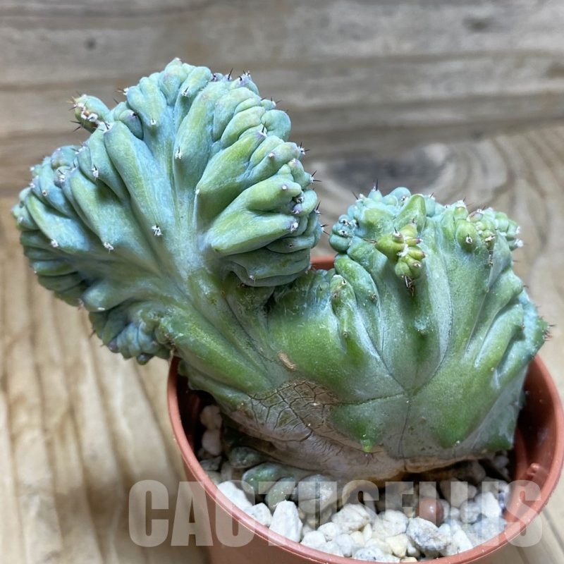 SH22084 Myrtillocactus geometrizans f. cristata