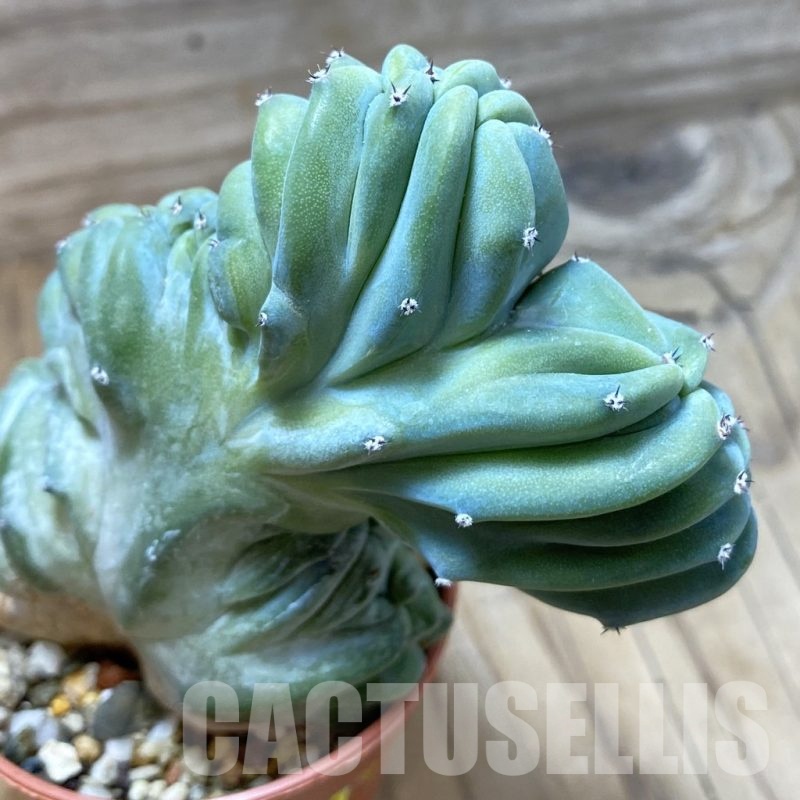 SH22085 Myrtillocactus geometrizans f. cristata