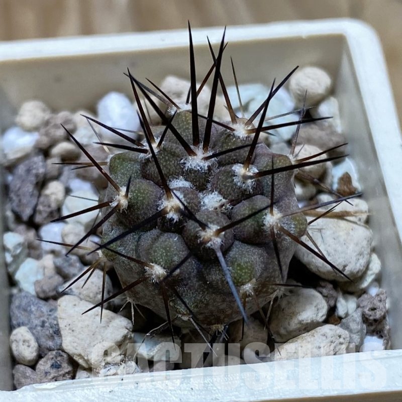 SH22036 Copiapoa cinerea cinerea f. ‘australis’ GCG 15251