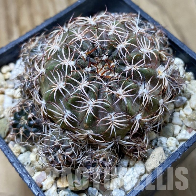 SH22087 Lobivia tiegeliana