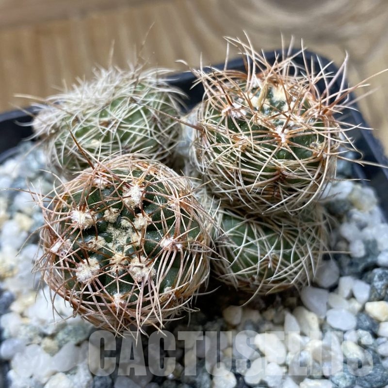 SH22091 Gymnocalycium bruchii ssp. melojeri VG 272