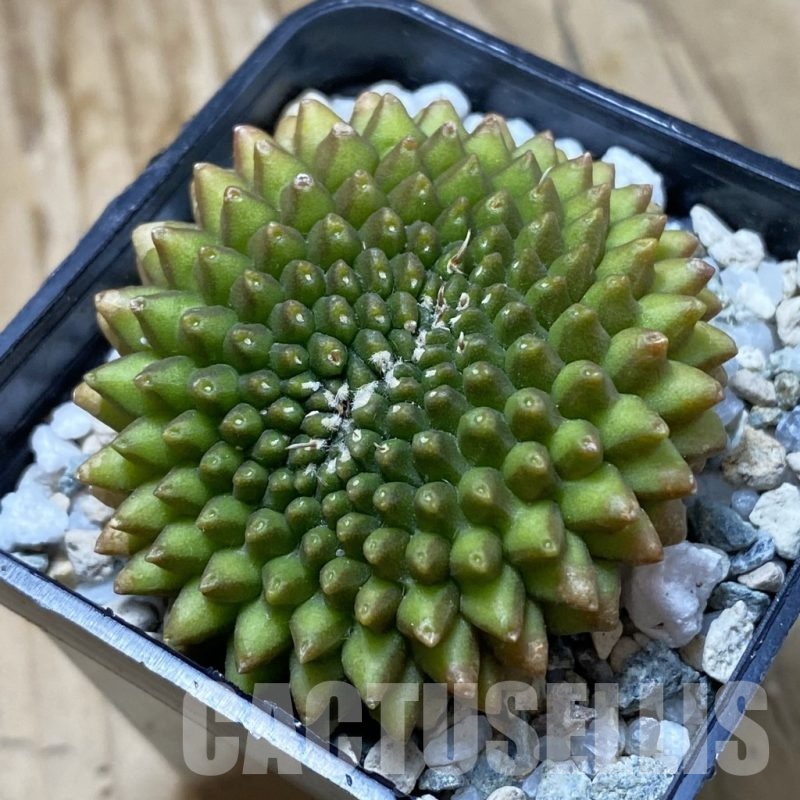 SH22092 Gymnocalycium mihanovichii ‘inermis’