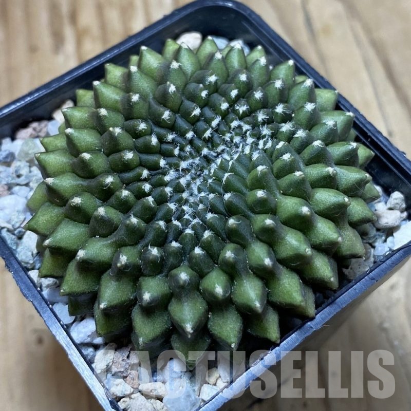 SH22093 Gymnocalycium mihanovichii ‘inermis’