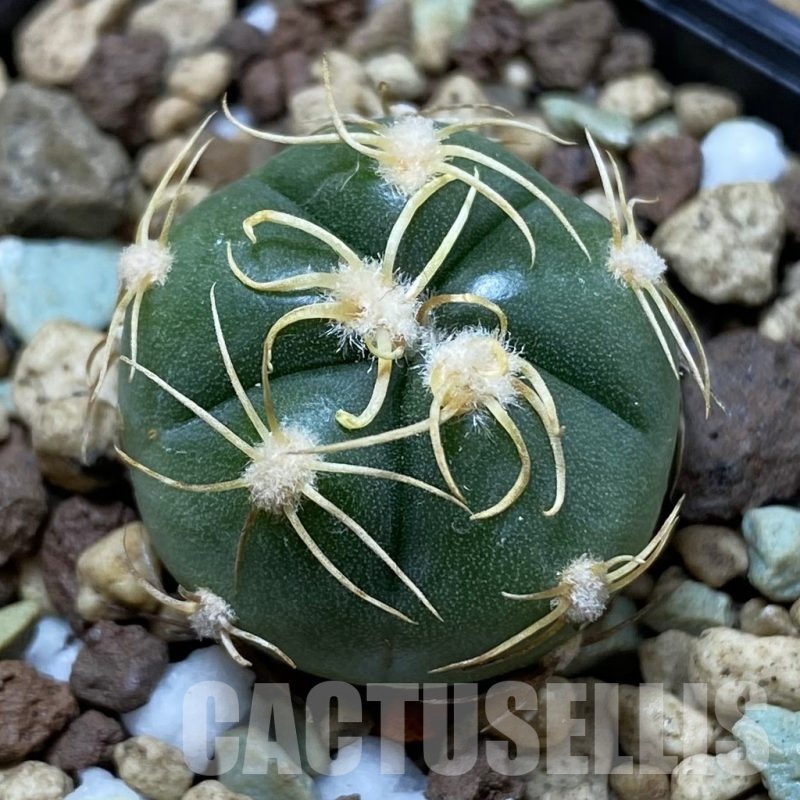 SH22094 Gymnocalycium denudatum -Selected form-