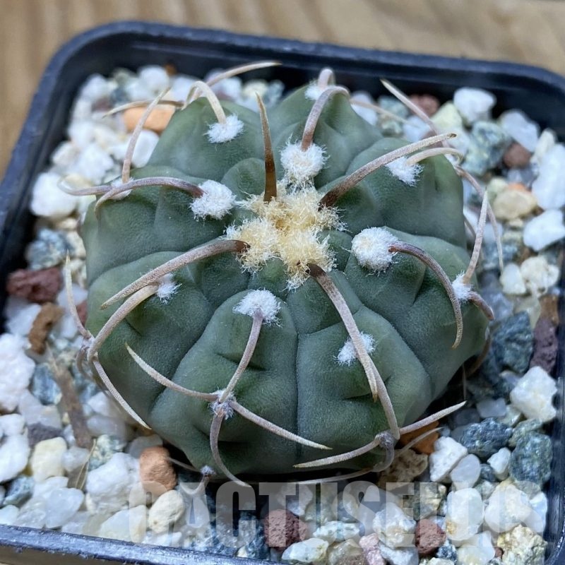 SH22095 Gymnocalycium vatteri -Long spines-