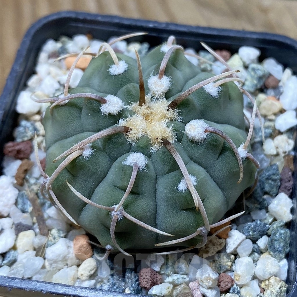 SH22095 Gymnocalycium vatteri -Long spines-