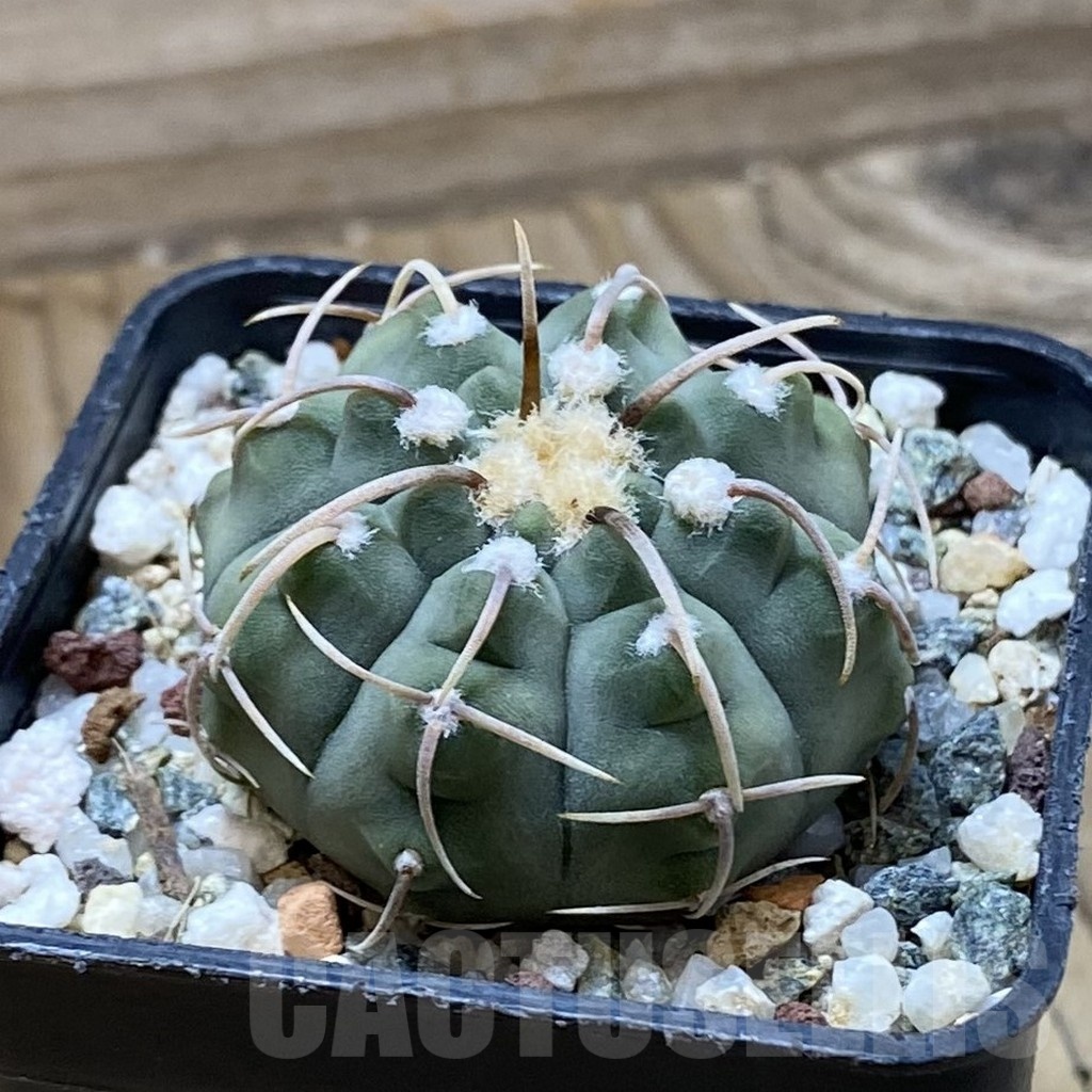 SH22095 Gymnocalycium vatteri -Long spines- - Image 2