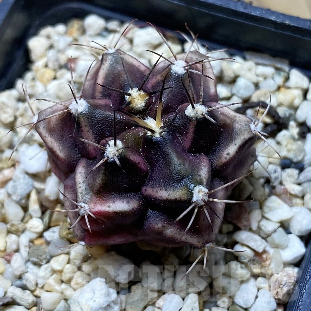 SH22096 Gymnocalycium mihanovichii 6 ribs