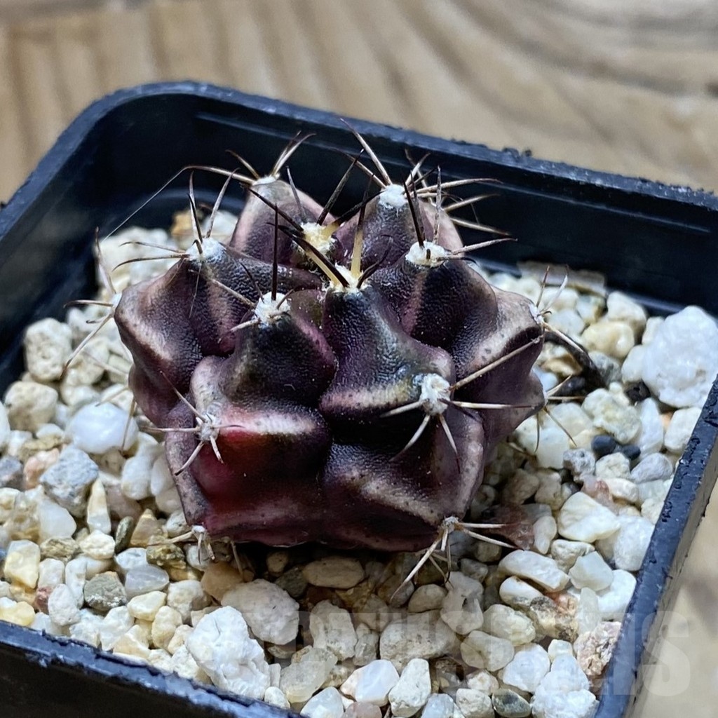 SH22096 Gymnocalycium mihanovichii 6 ribs - Image 2