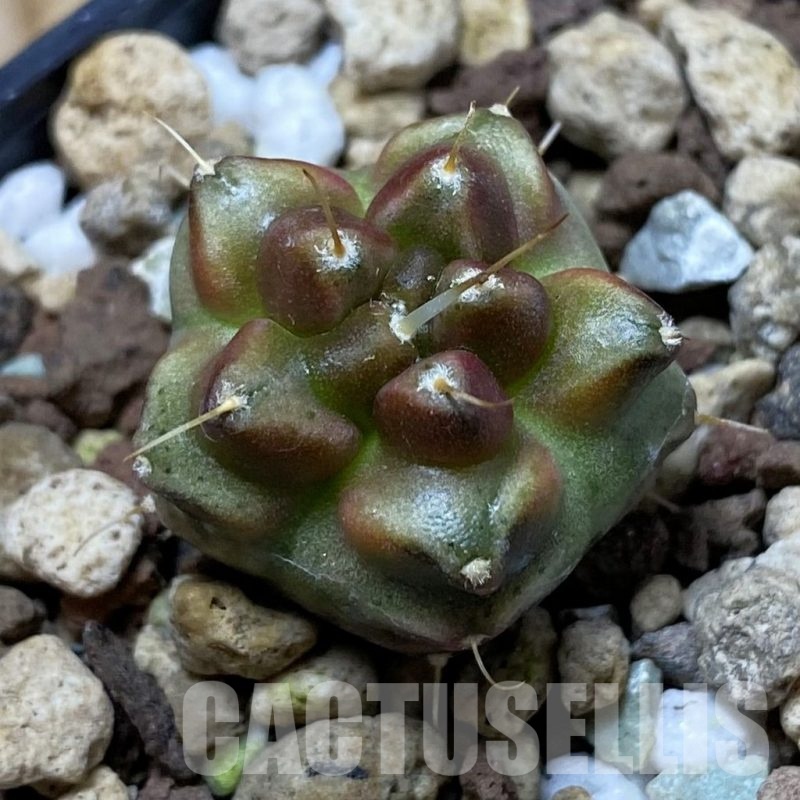 SH22097 Gymnocalycium mihanovichii ‘Transformer’