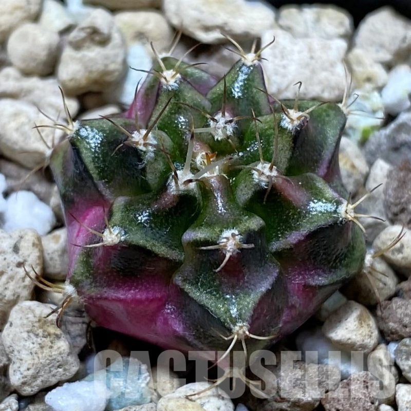 SH22098 Gymnocalycium mihanovichii ‘Bubble Gum’