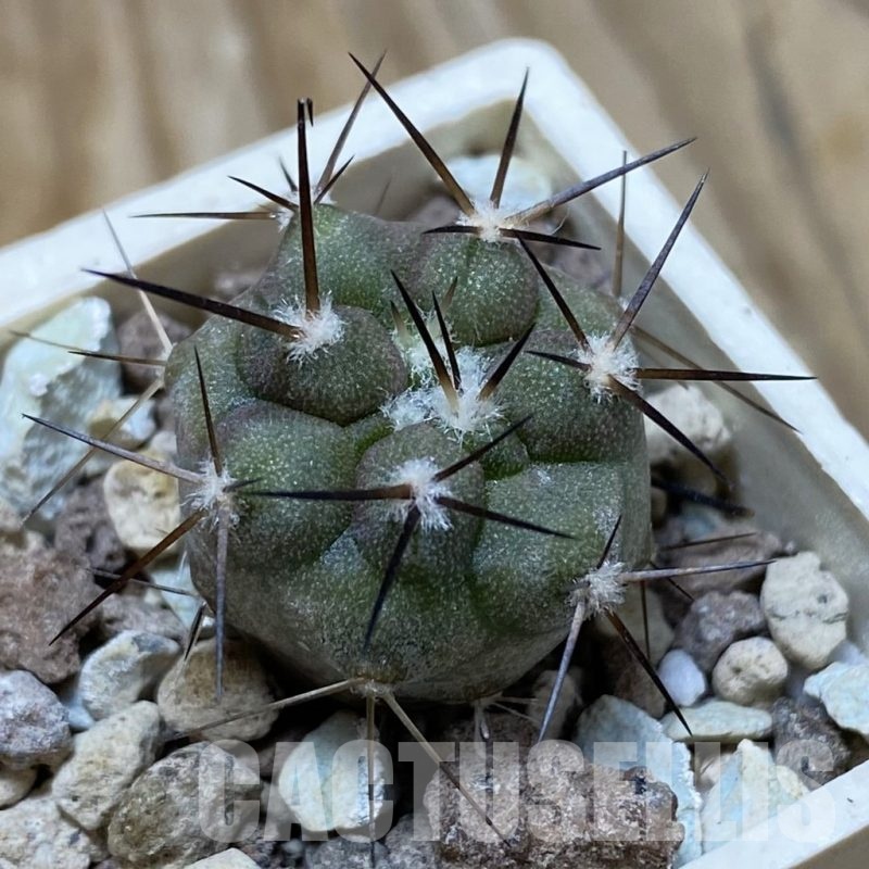 SH22040 Copiapoa cinerea cinerea f. ‘australis’ GCG 15251