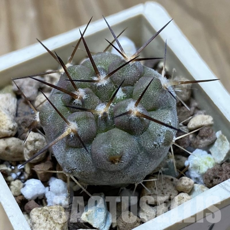 SH22041 Copiapoa cinerea cinerea f. ‘australis’ GCG 15251