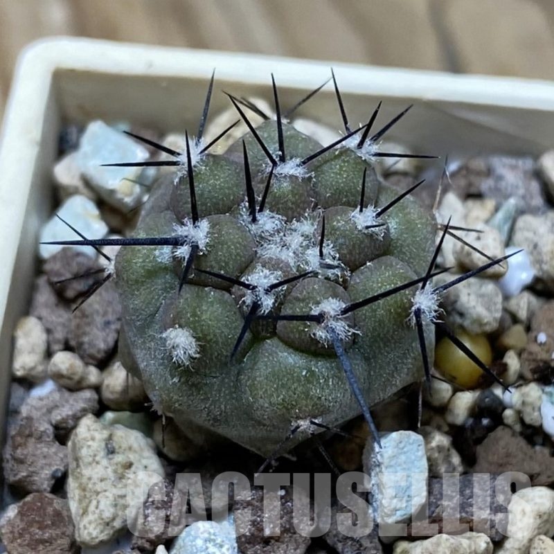 SH22042 Copiapoa cinerea cinerea f. ‘australis’ GCG 15251