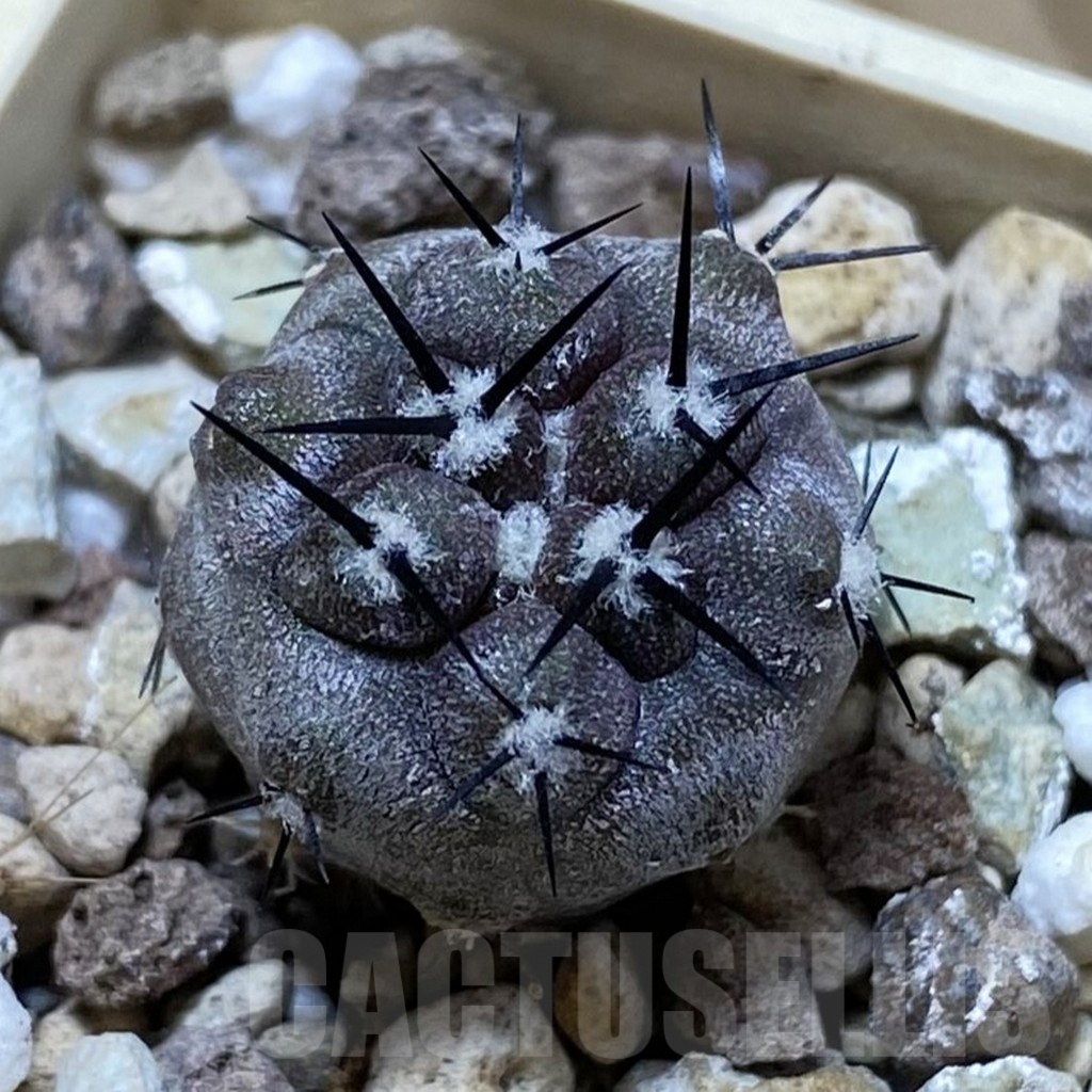 SH22043 Copiapoa cinerea f. ‘ramosissima’ GCG 15309