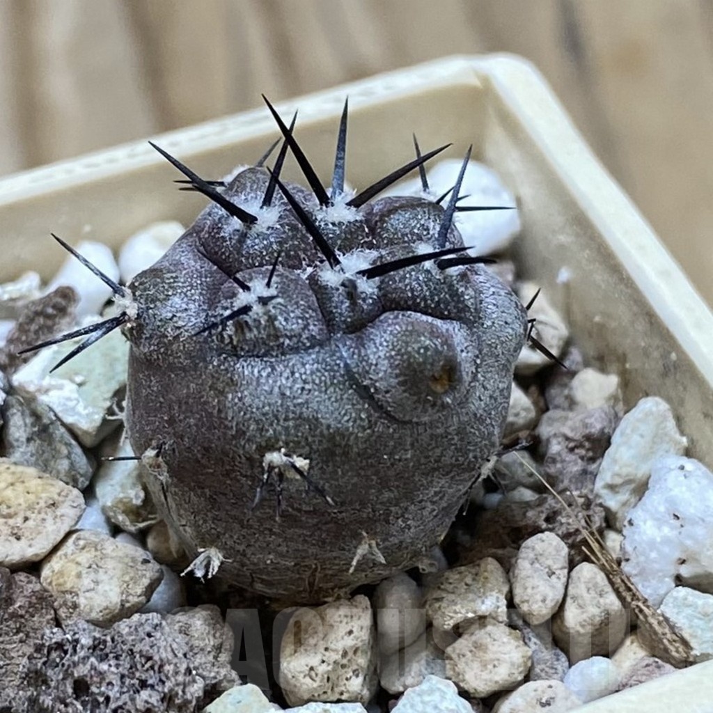 SH22043 Copiapoa cinerea f. ‘ramosissima’ GCG 15309 - immagine 2