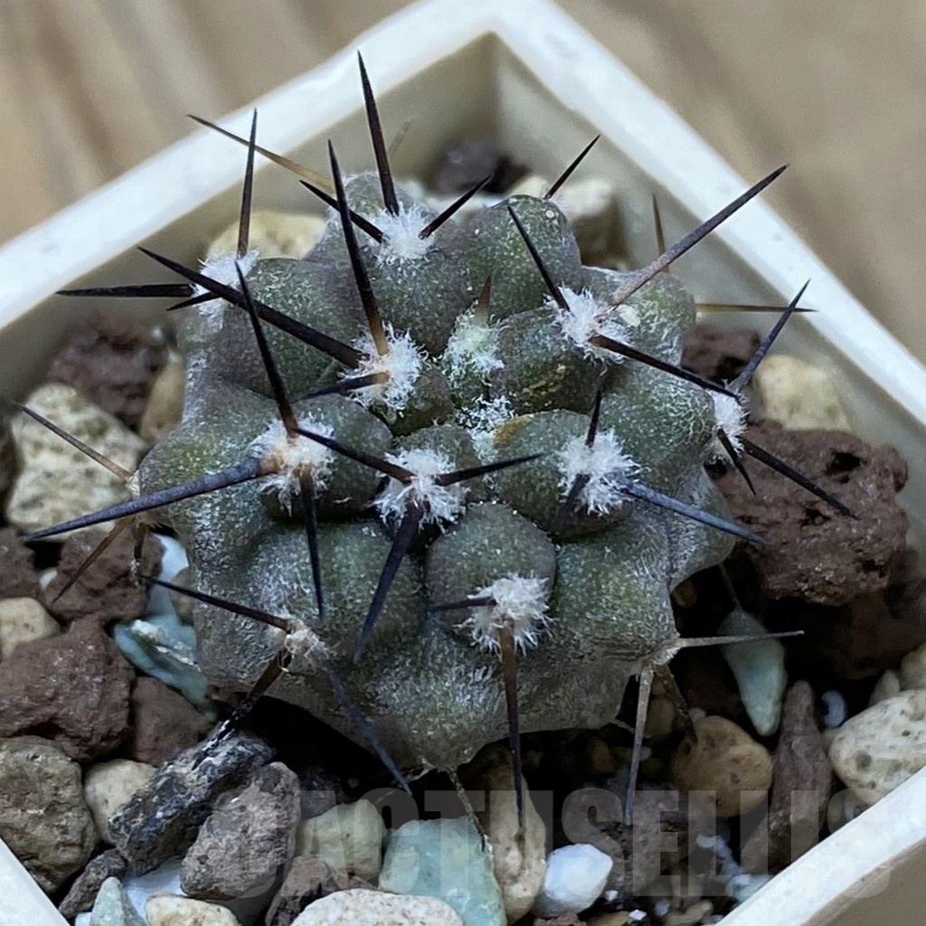 SH22044 Copiapoa cinerea cinerea f. ‘australis’ GCG 15251