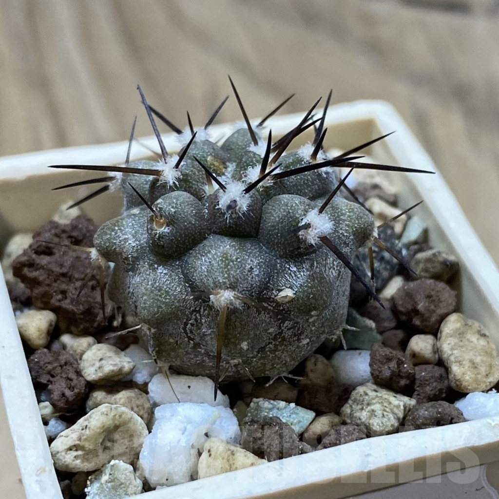 SH22044 Copiapoa cinerea cinerea f. ‘australis’ GCG 15251 - immagine 2