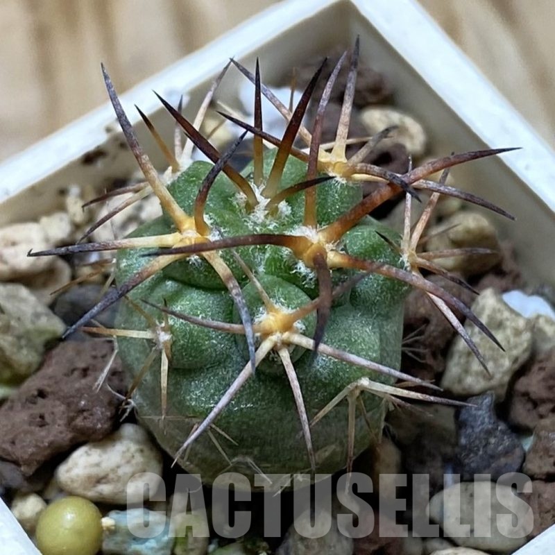 SH22032 Copiapoa schulziana GCG 15210