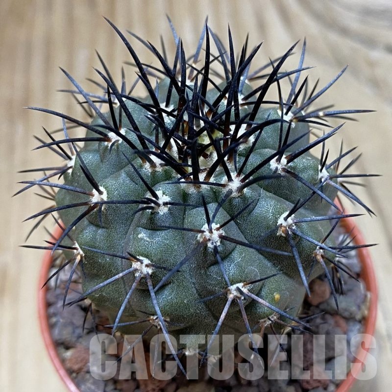 SH22047 Copiapoa calderana SL 19-24, grafted