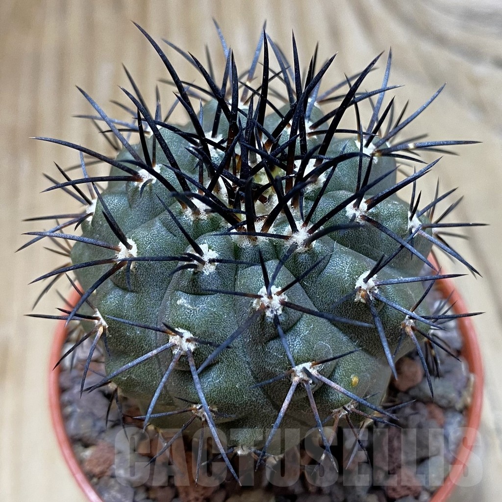 SH22047 Copiapoa calderana SL 19-24, grafted